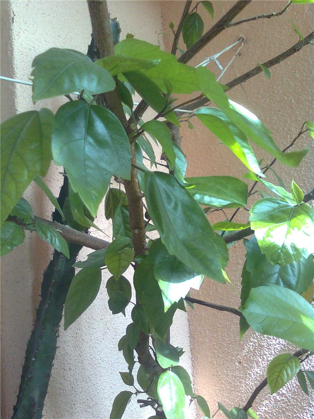 hibiskus